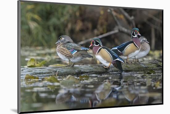 USA, Washington State. Group of Wood Ducks (Aix sponsa) perch on a log in Union Bay in Seattle.-Gary Luhm-Mounted Photographic Print