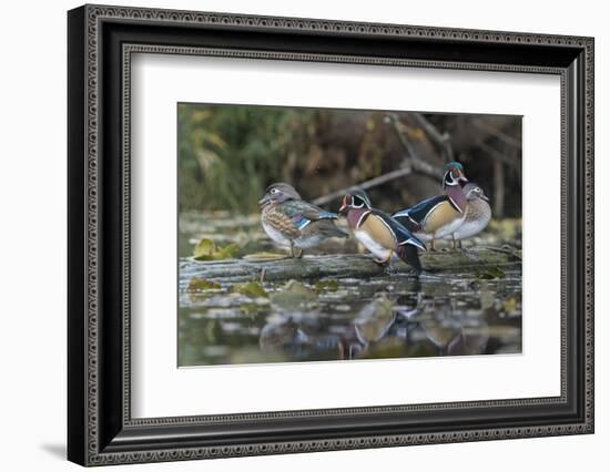 USA, Washington State. Group of Wood Ducks (Aix sponsa) perch on a log in Union Bay in Seattle.-Gary Luhm-Framed Photographic Print