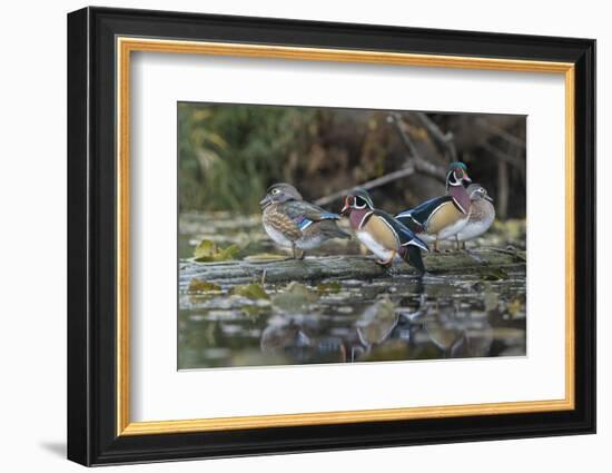 USA, Washington State. Group of Wood Ducks (Aix sponsa) perch on a log in Union Bay in Seattle.-Gary Luhm-Framed Photographic Print