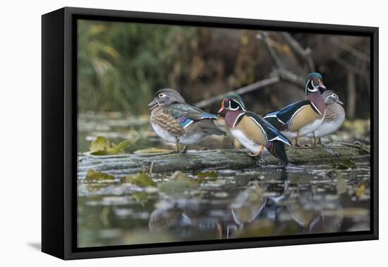 USA, Washington State. Group of Wood Ducks (Aix sponsa) perch on a log in Union Bay in Seattle.-Gary Luhm-Framed Premier Image Canvas