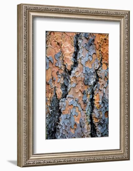 USA, Washington State, Kamiak Butte County Park. Ponderosa pine tree detail of bark.-Jaynes Gallery-Framed Photographic Print