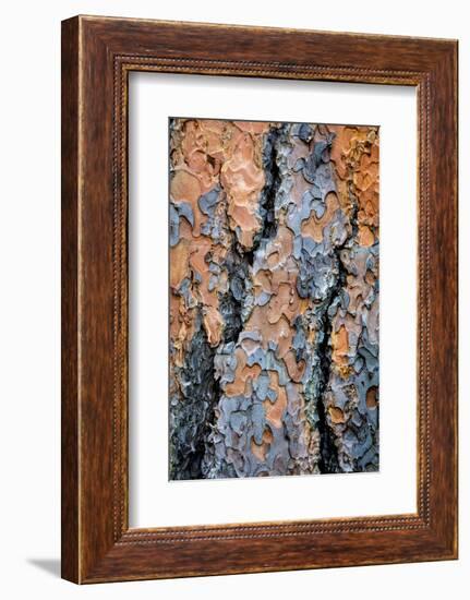 USA, Washington State, Kamiak Butte County Park. Ponderosa pine tree detail of bark.-Jaynes Gallery-Framed Photographic Print