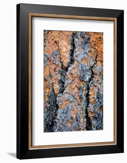 USA, Washington State, Kamiak Butte County Park. Ponderosa pine tree detail of bark.-Jaynes Gallery-Framed Photographic Print