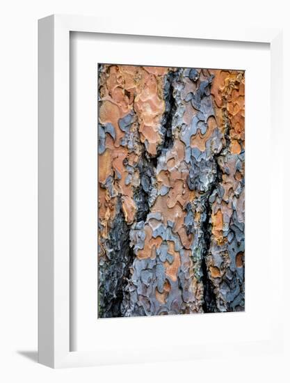 USA, Washington State, Kamiak Butte County Park. Ponderosa pine tree detail of bark.-Jaynes Gallery-Framed Photographic Print