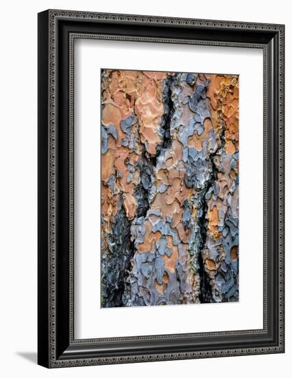 USA, Washington State, Kamiak Butte County Park. Ponderosa pine tree detail of bark.-Jaynes Gallery-Framed Photographic Print
