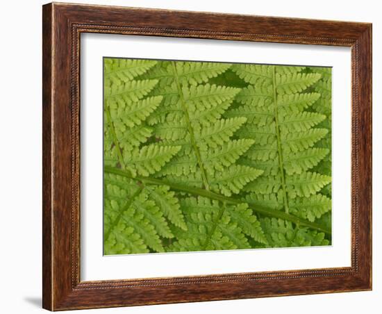 Usa, Washington State, Kirkland. Juanita Bay Park, Lady fern frond pattern from above-Merrill Images-Framed Photographic Print