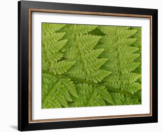 Usa, Washington State, Kirkland. Juanita Bay Park, Lady fern frond pattern from above-Merrill Images-Framed Photographic Print