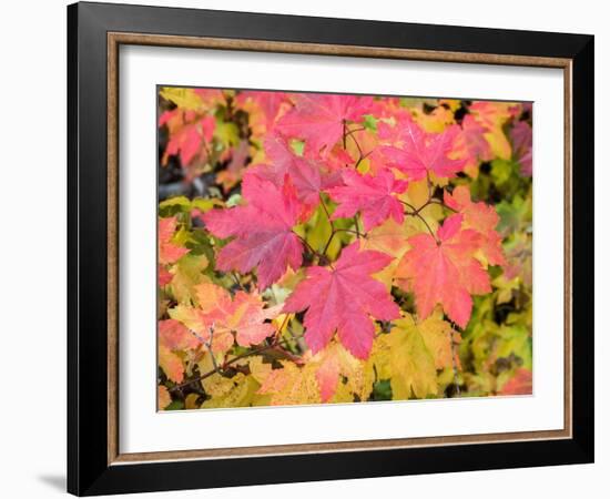 USA, Washington State, Kittitas County. Vine maple with fall colors.-Julie Eggers-Framed Photographic Print