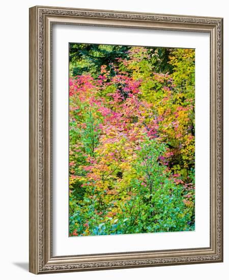 USA, Washington State, Kittitas County. Vine maple with fall colors.-Julie Eggers-Framed Photographic Print