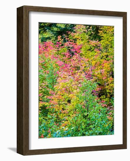 USA, Washington State, Kittitas County. Vine maple with fall colors.-Julie Eggers-Framed Photographic Print