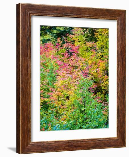 USA, Washington State, Kittitas County. Vine maple with fall colors.-Julie Eggers-Framed Photographic Print