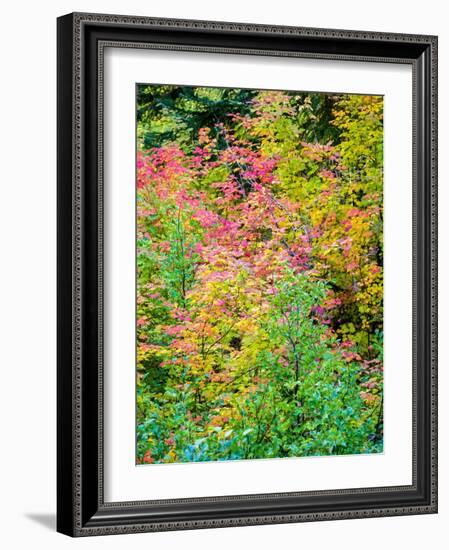 USA, Washington State, Kittitas County. Vine maple with fall colors.-Julie Eggers-Framed Photographic Print