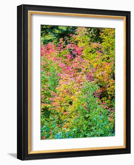 USA, Washington State, Kittitas County. Vine maple with fall colors.-Julie Eggers-Framed Photographic Print