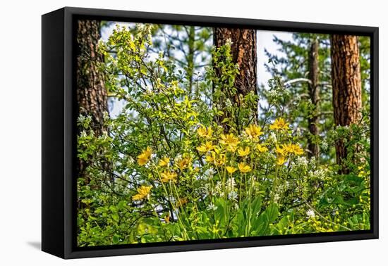 USA, Washington State, Leavenworth Balsamroot blooming amongst Ponderosa Pine-Sylvia Gulin-Framed Premier Image Canvas