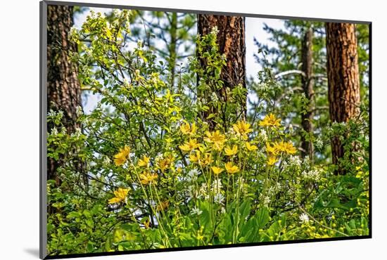 USA, Washington State, Leavenworth Balsamroot blooming amongst Ponderosa Pine-Sylvia Gulin-Mounted Photographic Print