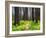 USA, Washington State, Leavenworth Balsamroot blooming amongst Ponderosa Pine-Sylvia Gulin-Framed Photographic Print