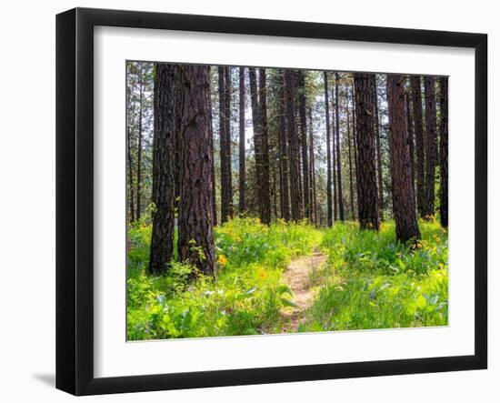 USA, Washington State, Leavenworth Balsamroot blooming amongst Ponderosa Pine-Sylvia Gulin-Framed Photographic Print