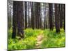 USA, Washington State, Leavenworth Balsamroot blooming amongst Ponderosa Pine-Sylvia Gulin-Mounted Photographic Print