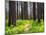 USA, Washington State, Leavenworth Balsamroot blooming amongst Ponderosa Pine-Sylvia Gulin-Mounted Photographic Print