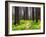 USA, Washington State, Leavenworth Balsamroot blooming amongst Ponderosa Pine-Sylvia Gulin-Framed Photographic Print