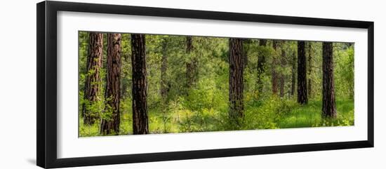 USA, Washington State, Leavenworth Balsamroot blooming amongst Ponderosa Pine-Sylvia Gulin-Framed Photographic Print