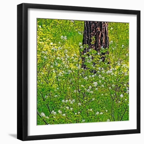 USA, Washington State, Leavenworth white flowering bush amongst Ponderosa Pine-Sylvia Gulin-Framed Photographic Print