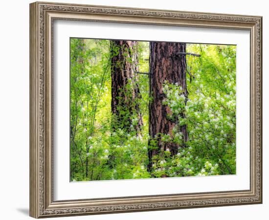 USA, Washington State, Leavenworth white flowering bush amongst Ponderosa Pine-Sylvia Gulin-Framed Photographic Print