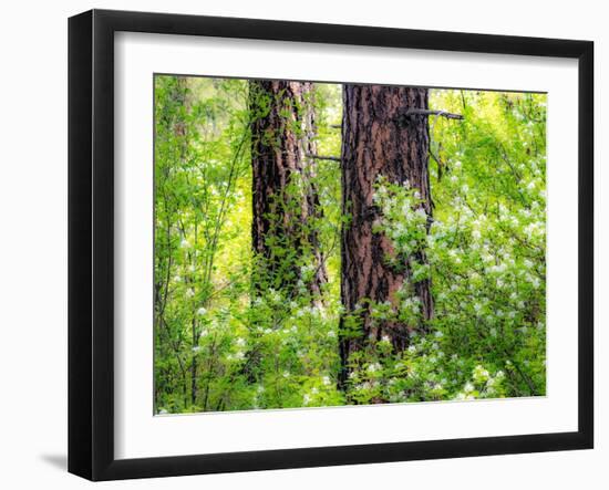 USA, Washington State, Leavenworth white flowering bush amongst Ponderosa Pine-Sylvia Gulin-Framed Photographic Print