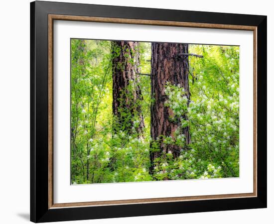 USA, Washington State, Leavenworth white flowering bush amongst Ponderosa Pine-Sylvia Gulin-Framed Photographic Print