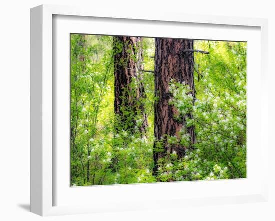 USA, Washington State, Leavenworth white flowering bush amongst Ponderosa Pine-Sylvia Gulin-Framed Photographic Print