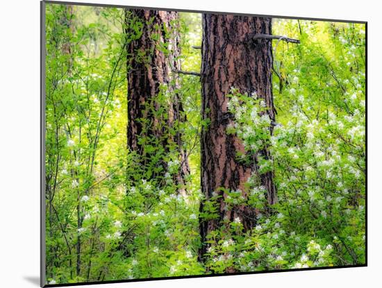 USA, Washington State, Leavenworth white flowering bush amongst Ponderosa Pine-Sylvia Gulin-Mounted Photographic Print