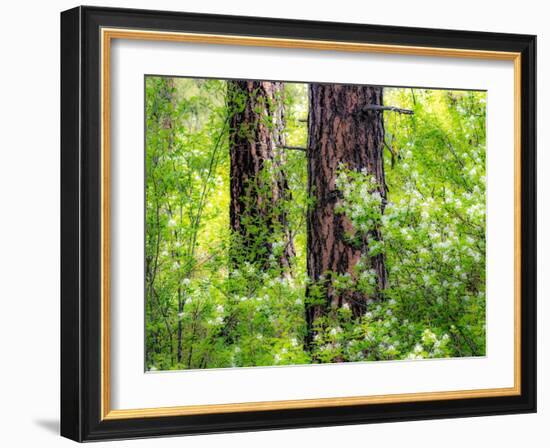 USA, Washington State, Leavenworth white flowering bush amongst Ponderosa Pine-Sylvia Gulin-Framed Photographic Print