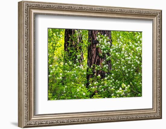 USA, Washington State, Leavenworth white flowering bush amongst Ponderosa Pine-Sylvia Gulin-Framed Photographic Print