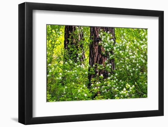 USA, Washington State, Leavenworth white flowering bush amongst Ponderosa Pine-Sylvia Gulin-Framed Photographic Print