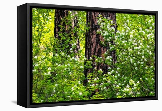 USA, Washington State, Leavenworth white flowering bush amongst Ponderosa Pine-Sylvia Gulin-Framed Premier Image Canvas