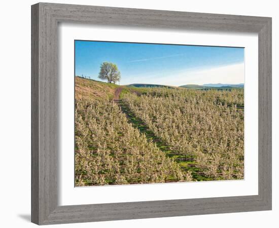 USA, Washington State. Lone tree on hillside of orchard of apples-Terry Eggers-Framed Photographic Print