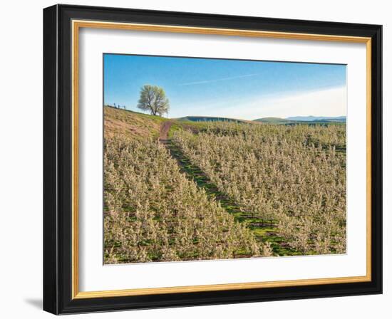 USA, Washington State. Lone tree on hillside of orchard of apples-Terry Eggers-Framed Photographic Print