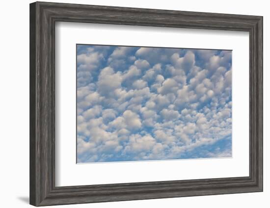 USA, Washington State. Mackerel sky makes compelling patterns in bright blue sky-Trish Drury-Framed Photographic Print