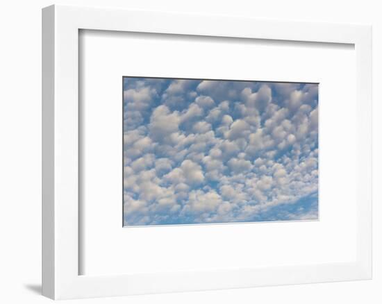 USA, Washington State. Mackerel sky makes compelling patterns in bright blue sky-Trish Drury-Framed Photographic Print