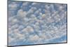 USA, Washington State. Mackerel sky makes compelling patterns in bright blue sky-Trish Drury-Mounted Photographic Print