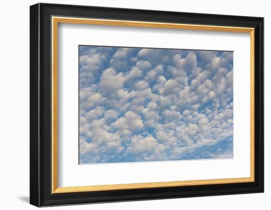 USA, Washington State. Mackerel sky makes compelling patterns in bright blue sky-Trish Drury-Framed Photographic Print