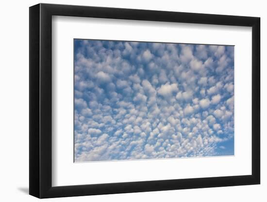 USA, Washington State. Mackerel sky makes compelling patterns in bright blue sky-Trish Drury-Framed Photographic Print