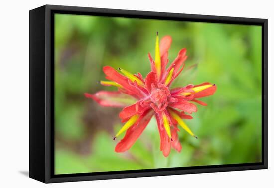 USA, Washington State. Macro detail Indian Paintbrush flower with selective focus-Trish Drury-Framed Premier Image Canvas