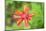 USA, Washington State. Macro detail Indian Paintbrush flower with selective focus-Trish Drury-Mounted Photographic Print