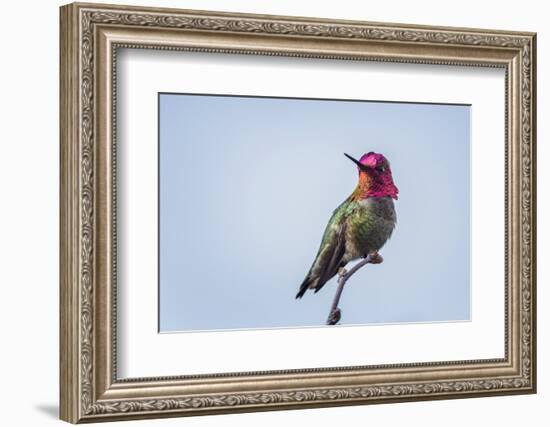 USA. Washington State. male Anna's Hummingbird flashes his iridescent gorget.-Gary Luhm-Framed Photographic Print