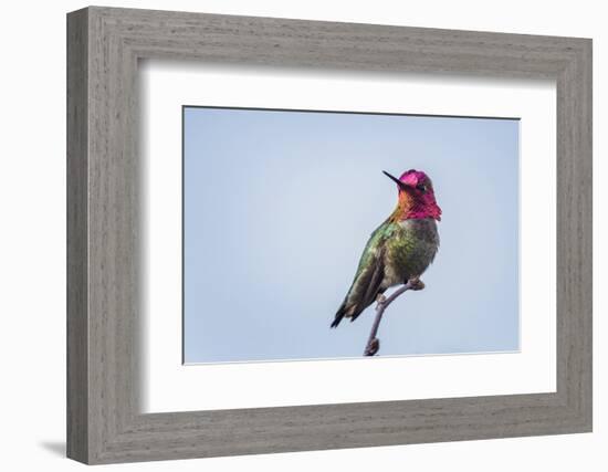 USA. Washington State. male Anna's Hummingbird flashes his iridescent gorget.-Gary Luhm-Framed Photographic Print