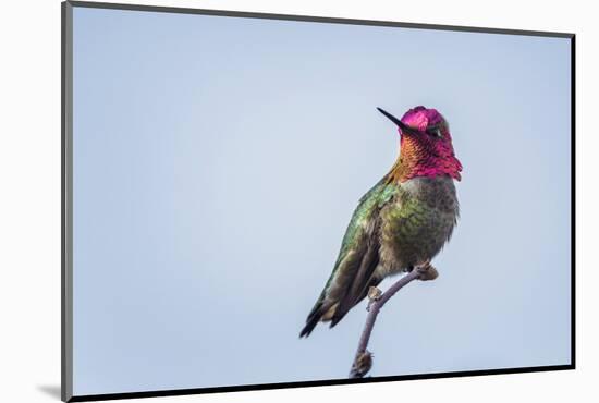 USA. Washington State. male Anna's Hummingbird flashes his iridescent gorget.-Gary Luhm-Mounted Photographic Print