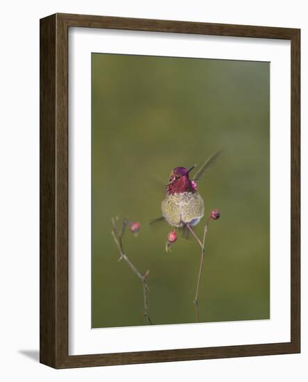 USA. Washington State. male Anna's Hummingbird flashes his iridescent gorget.-Gary Luhm-Framed Photographic Print