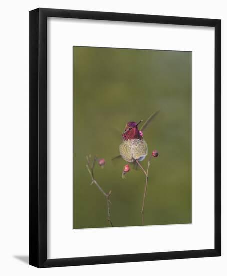 USA. Washington State. male Anna's Hummingbird flashes his iridescent gorget.-Gary Luhm-Framed Photographic Print