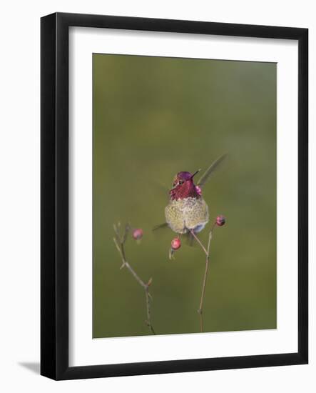 USA. Washington State. male Anna's Hummingbird flashes his iridescent gorget.-Gary Luhm-Framed Photographic Print